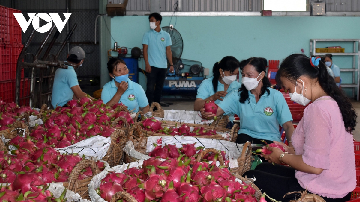 Trái thanh long tăng giá trở lại, nhà vườn tích cực khôi phục vườn cây - Ảnh 1.