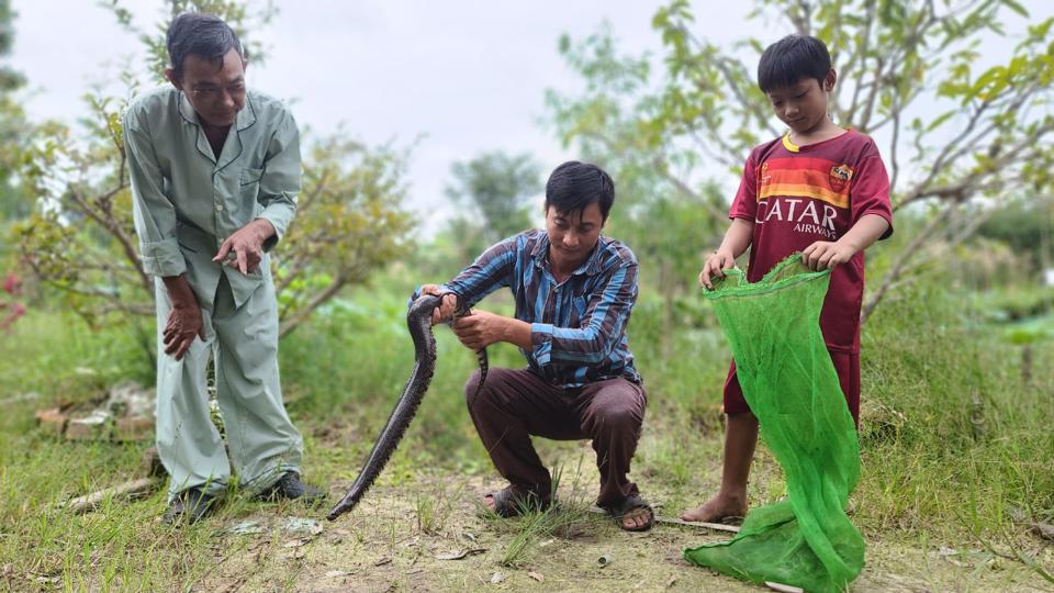 Sản vật rừng U Minh Hạ, xem dân đặt trúm bắt lươn đồng to, ngắm xương cá sấu 300kg đào được gần biển - Ảnh 10.