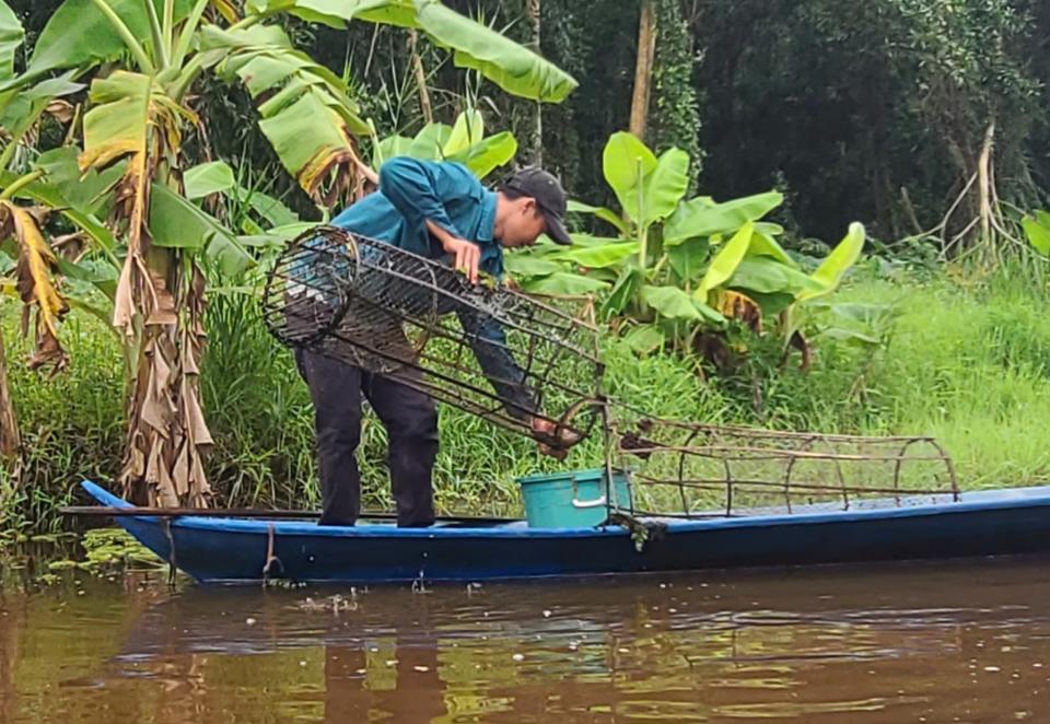 Sản vật rừng U Minh Hạ, xem dân đặt trúm bắt lươn đồng to, ngắm xương cá sấu 300kg đào được gần biển - Ảnh 11.