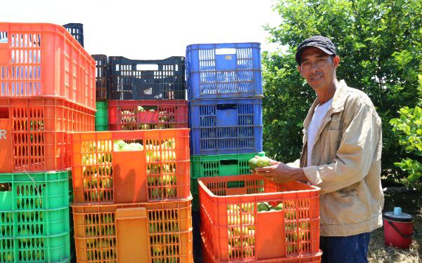 Trồng khoai lang, chuối lỗ hơn 15 tỷ, một nông dân Ninh Thuận chuyển sang trồng chanh không hạt thu trăm triệu/tháng