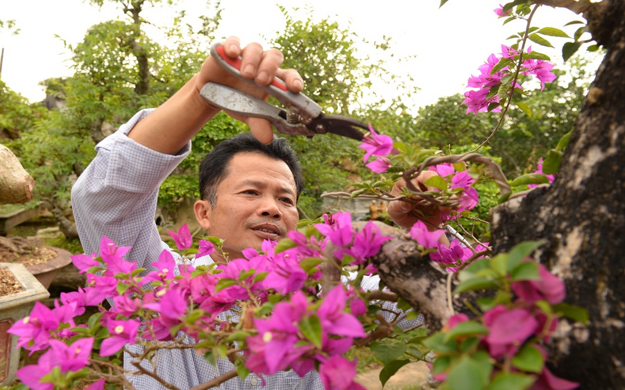 Vườn trồng cây cảnh cổ xưa bạc tỷ, có "kỳ hoa dị thảo" khiến giới "săn" hàng độc, lạ 'phát sốt ở Bắc Giang