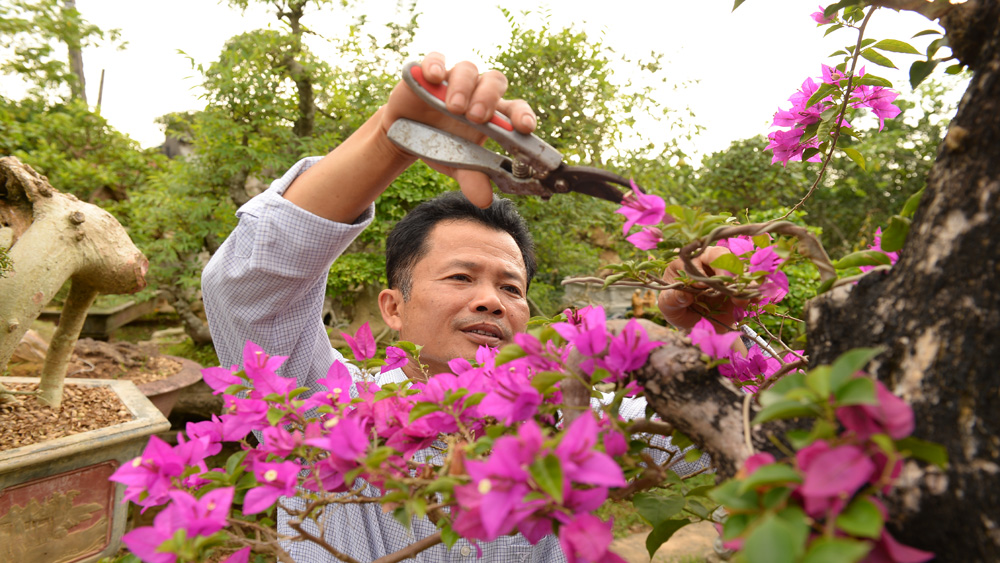 Vườn trồng cây cảnh cổ xưa bạc tỷ &quot;kỳ hoa dị thảo&quot; khiến giới &quot;săn&quot; hàng độc, lạ 'phát sốt&quot; ở Bắc Giang - Ảnh 3.