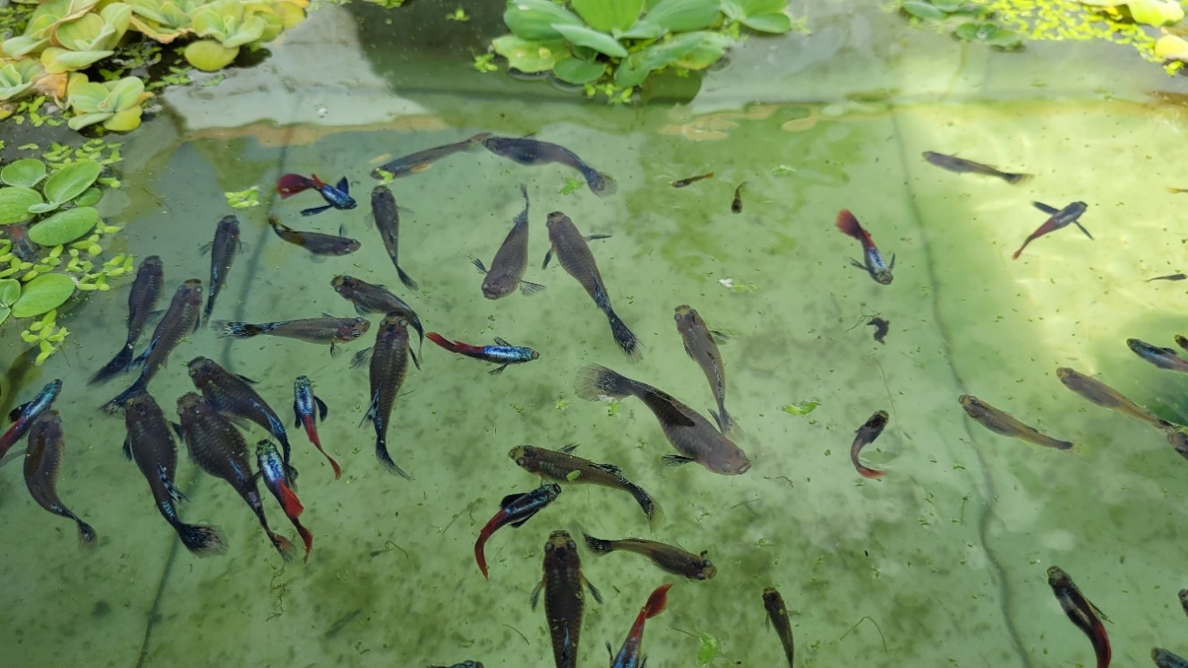 Trai làng Quảng Nam phát tài nhờ mô hình nuôi cá bảy màu, nuôi ốc bươu đen đặc sản trong bể lót bạt - Ảnh 6.