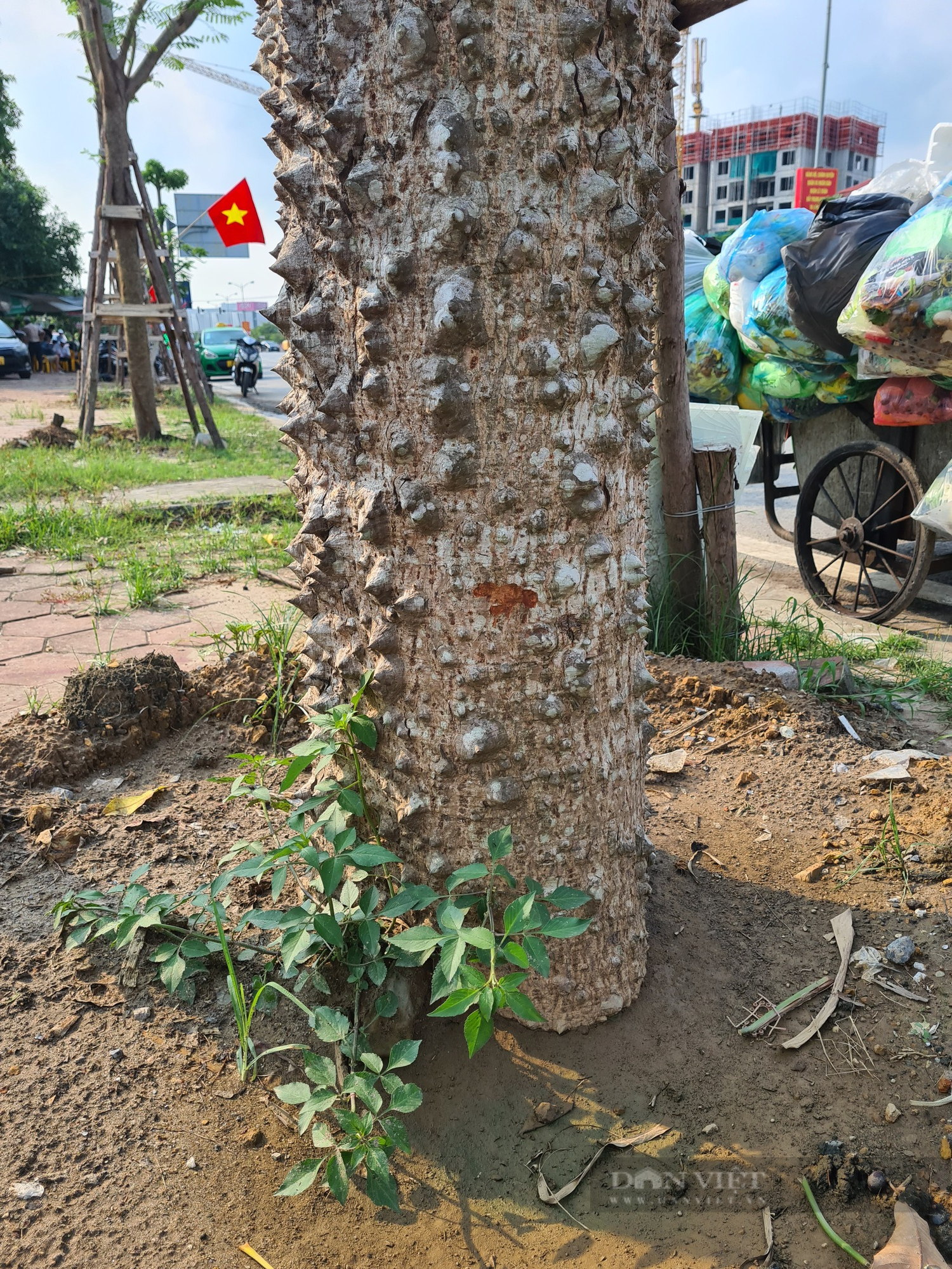 Hải Phòng: Hàng trăm cây gạo đỏ được trồng ở các tuyến phố - Ảnh 6.