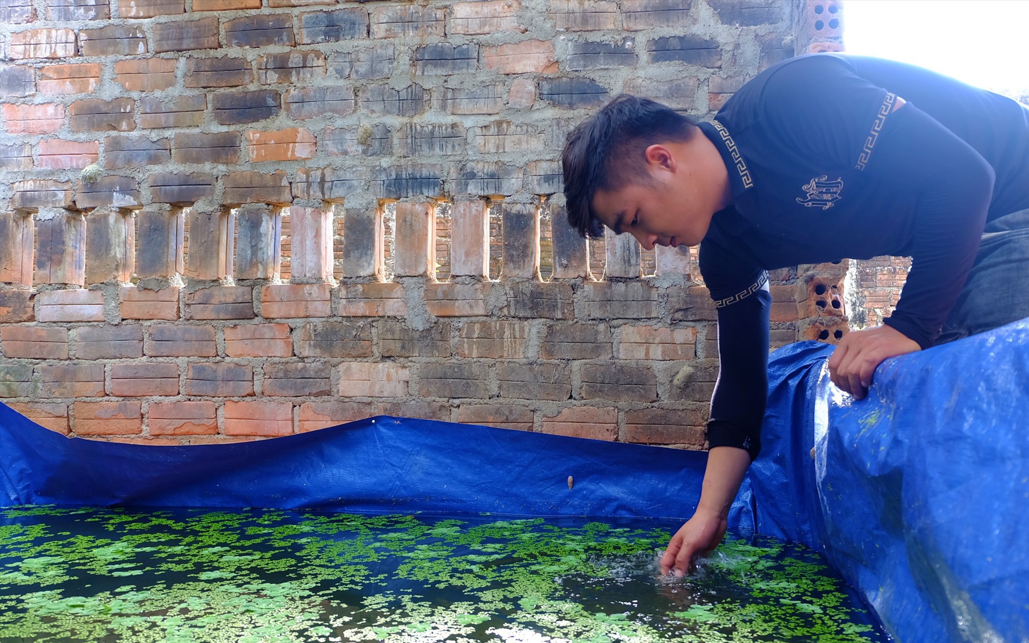 Trai làng Quảng Nam phát tài nhờ mô hình nuôi cá bảy màu, nuôi ốc bươu đen đặc sản trong bể lót bạt
