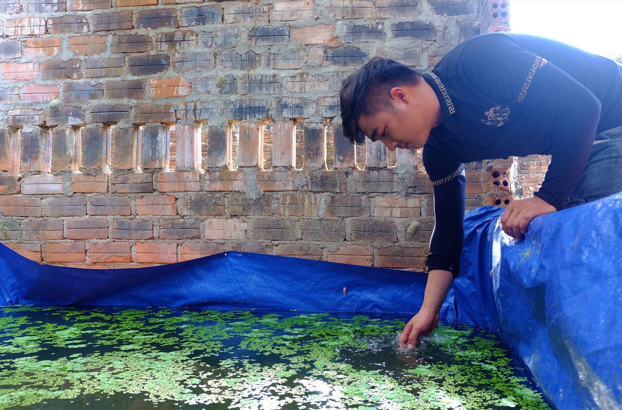 Trai làng Quảng Nam phát tài nhờ mô hình nuôi cá bảy màu, nuôi ốc bươu đen đặc sản trong bể lót bạt - Ảnh 1.