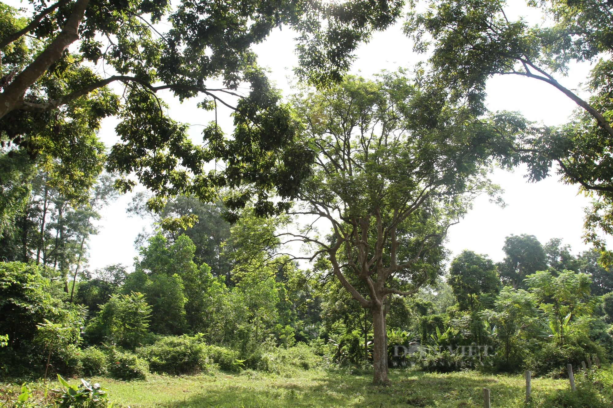 Chỉ có 700 cây trám nông dân xã này của Thái Nguyên thu vài tỷ đồngnăm