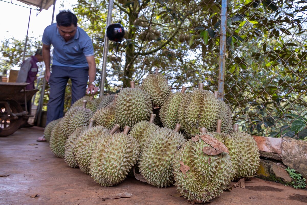 Đến Lễ hội sầu riêng ở Đắk Lắk trải nghiệm thưởng thức sầu riêng ngay tại vườn  - Ảnh 1.