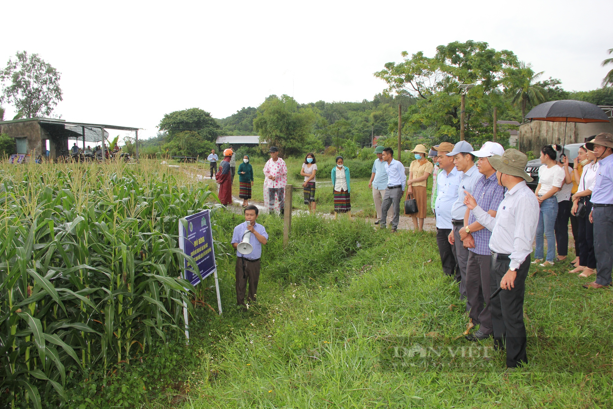 Trồng ngô sinh khối trên ruộng thiếu nước, 3 tháng lãi 25 triệu đồng/ha - Ảnh 1.