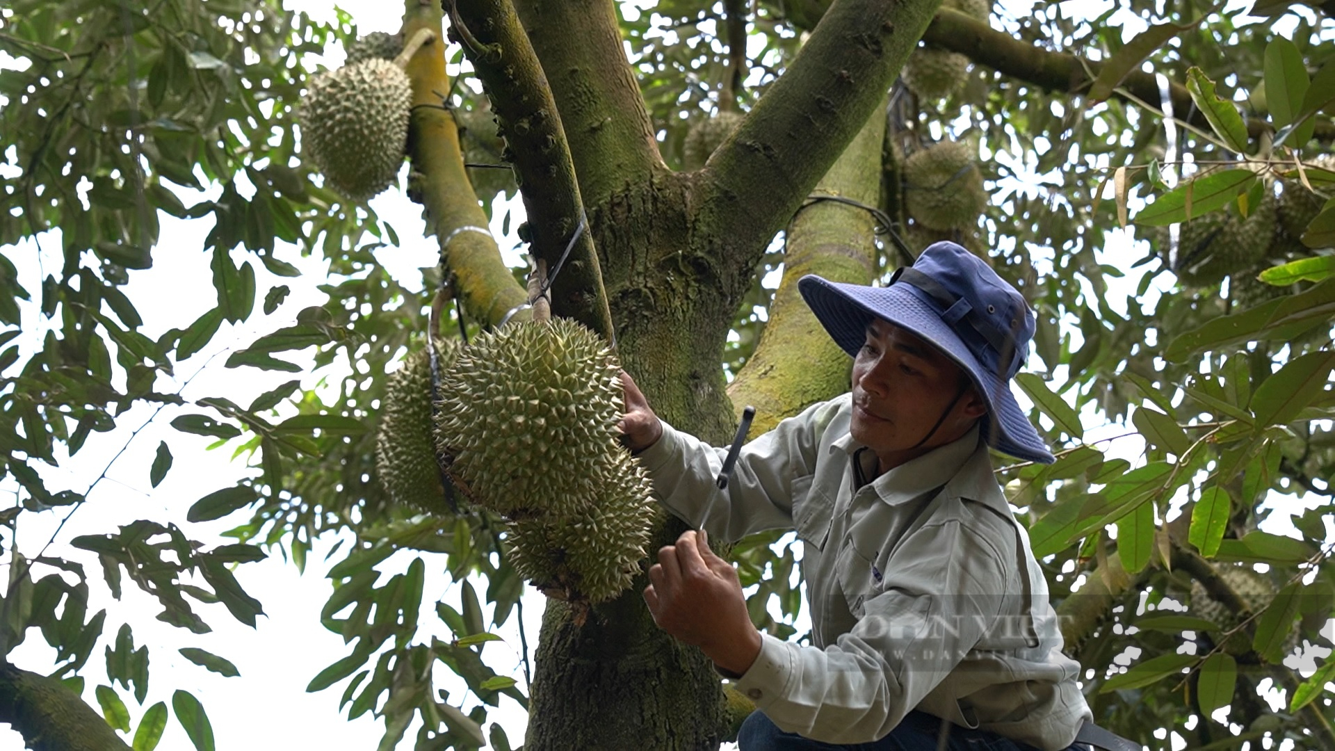 Nông dân Việt Nam xuất sắc 2022 ở Lâm Đồng trồng loại quả được xuất khẩu chính ngạch, lợi nhuận hàng tỷ/năm - Ảnh 5.