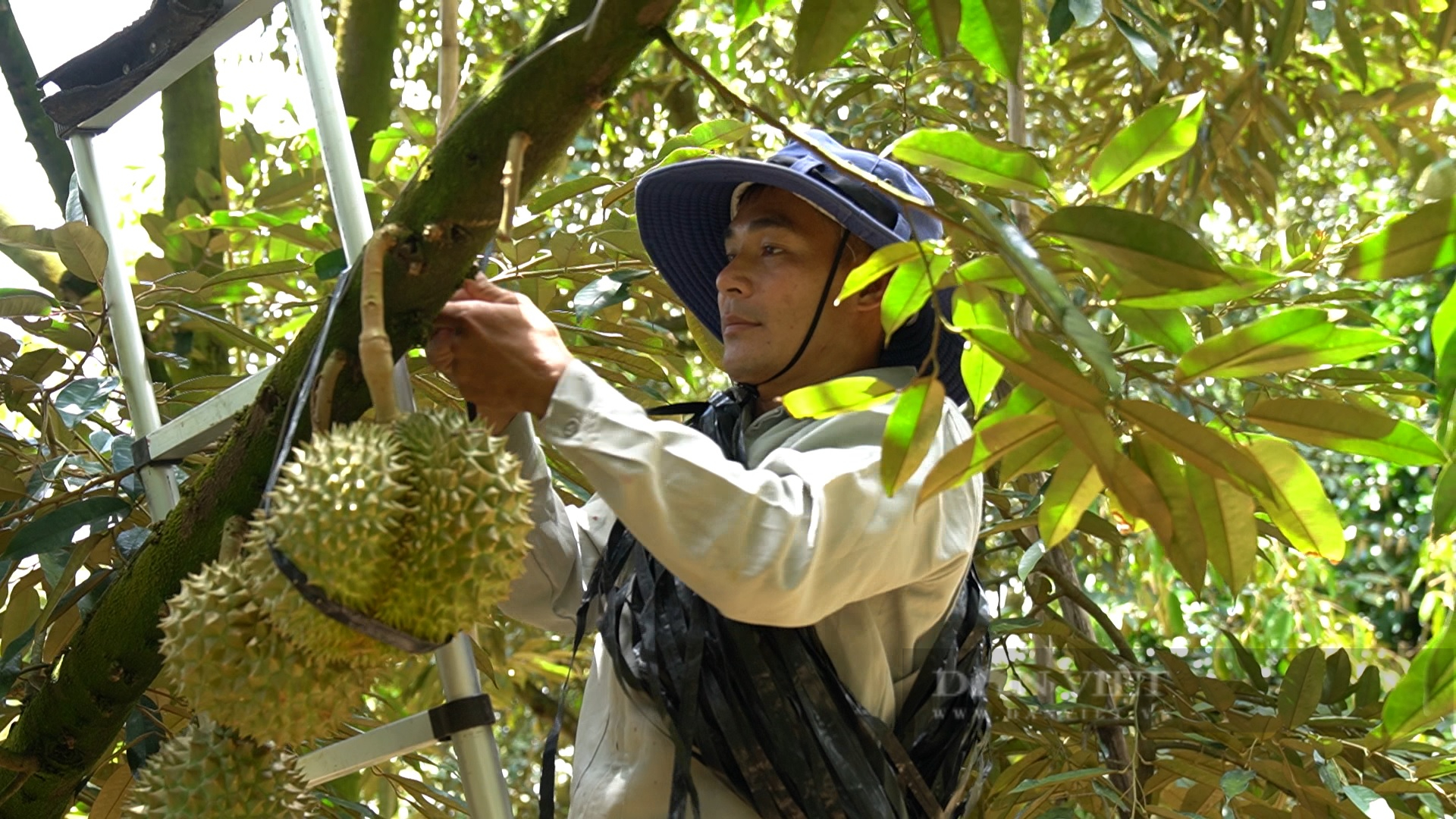 Nông dân Việt Nam xuất sắc 2022 ở Lâm Đồng trồng loại quả được xuất khẩu chính ngạch, lợi nhuận hàng tỷ/năm - Ảnh 2.