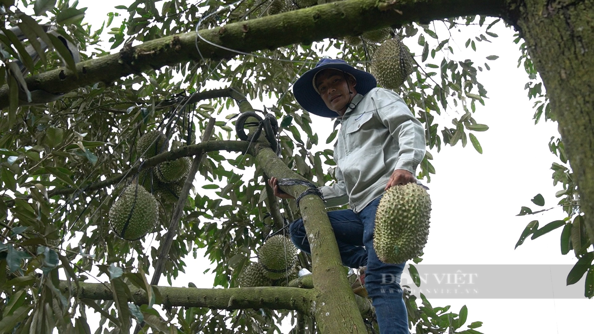 Nông dân Việt Nam xuất sắc 2022 ở Lâm Đồng trồng loại quả được xuất khẩu chính ngạch, lợi nhuận hàng tỷ/năm - Ảnh 3.