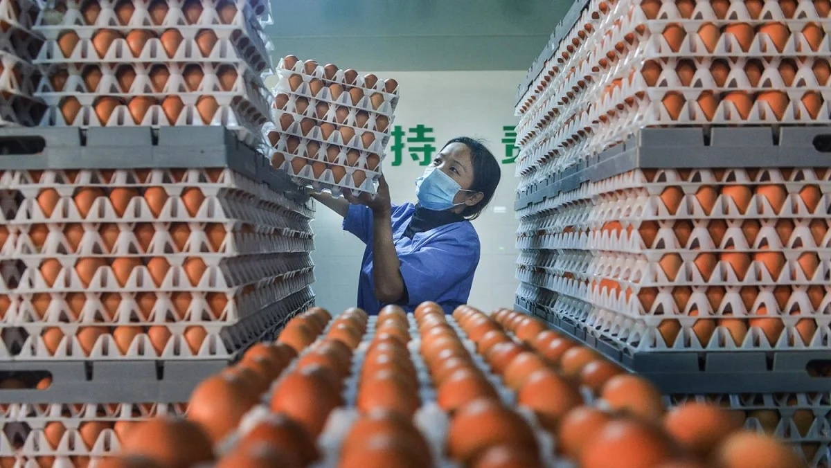 Đến gà cũng đẻ ít đi vì nắng nóng kỷ lục ở Trung Quốc - Ảnh 3.