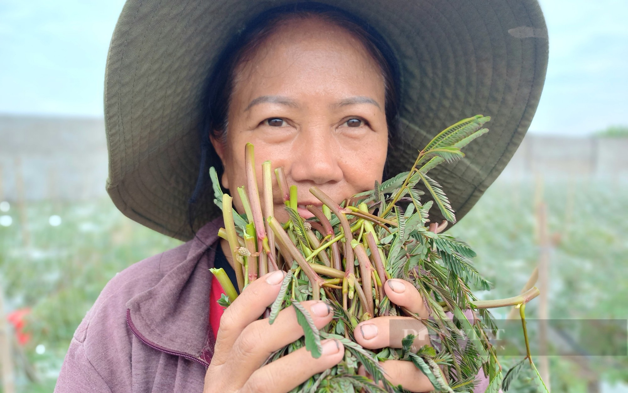 Tuyệt chiêu đưa loại rau dại dưới nước lên cạn trồng, nữ nông dân Sài Gòn hái không kịp bán - Ảnh 1.