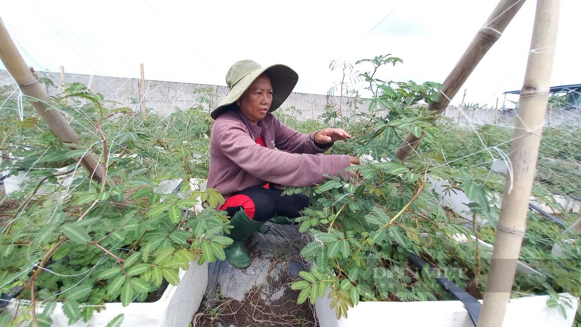 Tuyệt chiêu đưa loại rau dại dưới nước lên cạn trồng, nữ nông dân Sài Gòn hái không kịp bán - Ảnh 4.