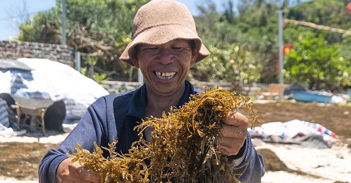 Rong biển: Thứ đặc sản lạ lẫm, độc đáo, có giá trị dinh dưỡng cao của biển đang được lùng mua