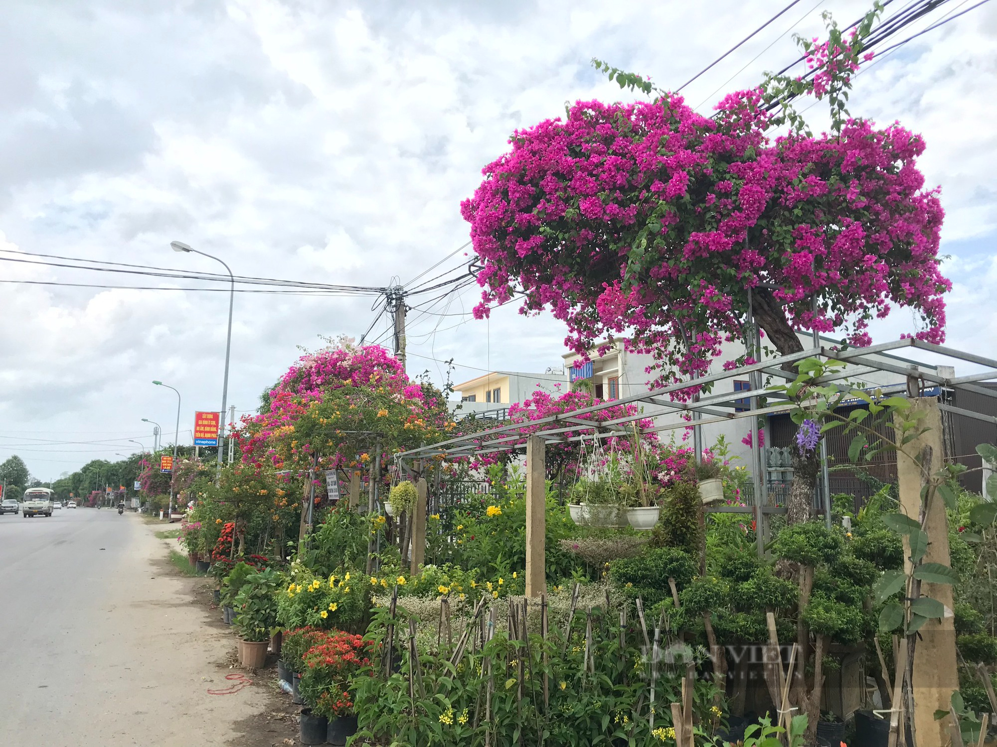 Hồi sinh loài hoa một thời bị &quot;thất sủng&quot; trở thành &quot;hoa hậu mùa hạ&quot; khiến nhiều người săn lùng - Ảnh 2.