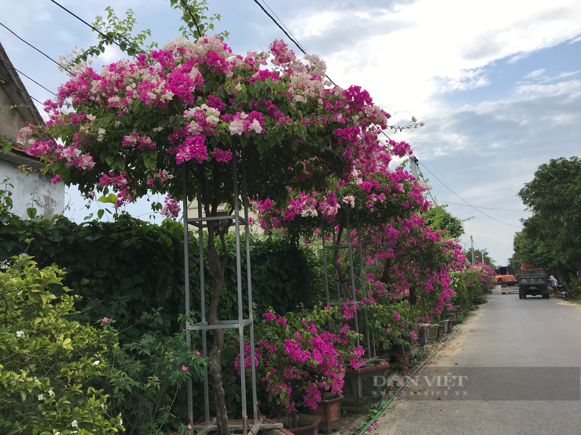 Hồi sinh loài hoa một thời bị &quot;thất sủng&quot; trở thành &quot;hoa hậu mùa hạ&quot; khiến nhiều người săn lùng - Ảnh 3.