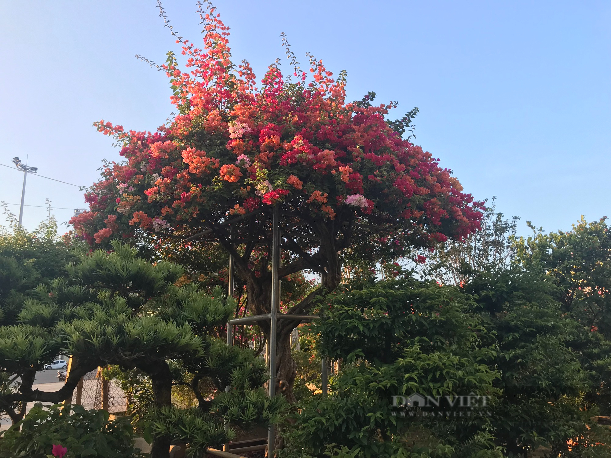 Hồi sinh loài hoa một thời bị &quot;thất sủng&quot; trở thành &quot;hoa hậu mùa hạ&quot; khiến nhiều người săn lùng - Ảnh 8.