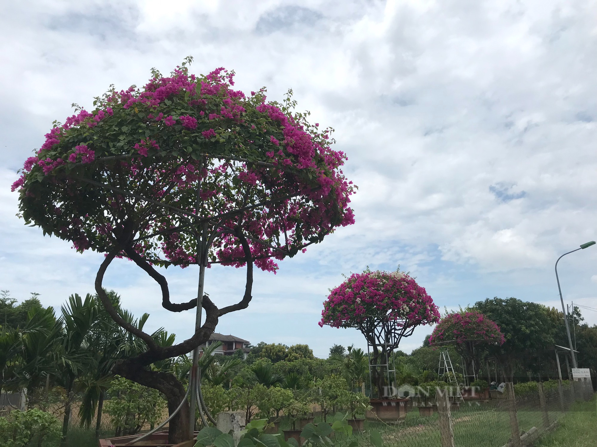 Hồi sinh loài hoa một thời bị &quot;thất sủng&quot; trở thành &quot;hoa hậu mùa hạ&quot; khiến nhiều người săn lùng - Ảnh 10.