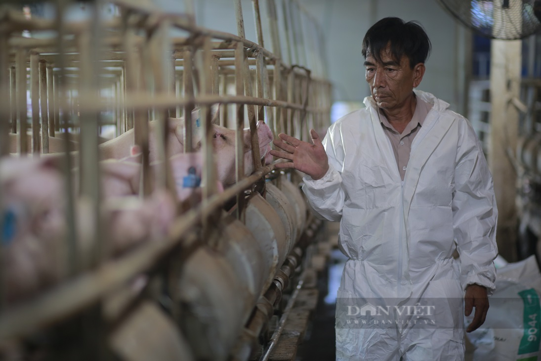 Lão nông xứ Quảng nuôi con ăn no rồi ngáy khò khò, mỗi năm thu 20 tỷ đồng - Ảnh 2.