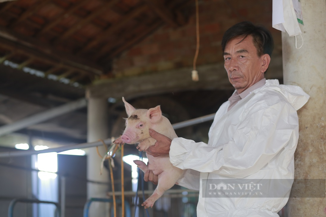 Lão nông xứ Quảng nuôi con ăn no rồi ngáy khò khò, mỗi năm thu 20 tỷ đồng - Ảnh 6.