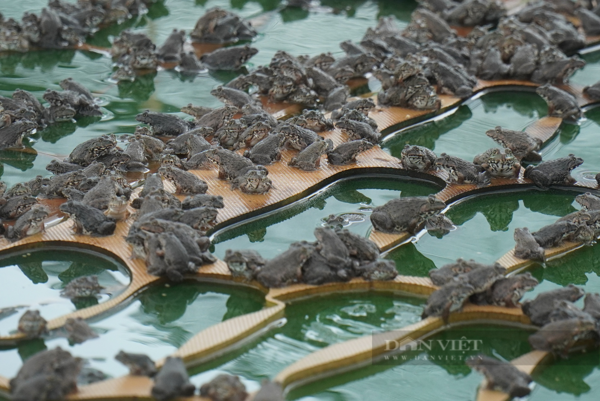 Nuôi ếch ghép với cá trên 2 mẫu ao, nông dân Bắc Ninh thu lời 1 tỷ đồng/năm - Ảnh 4.