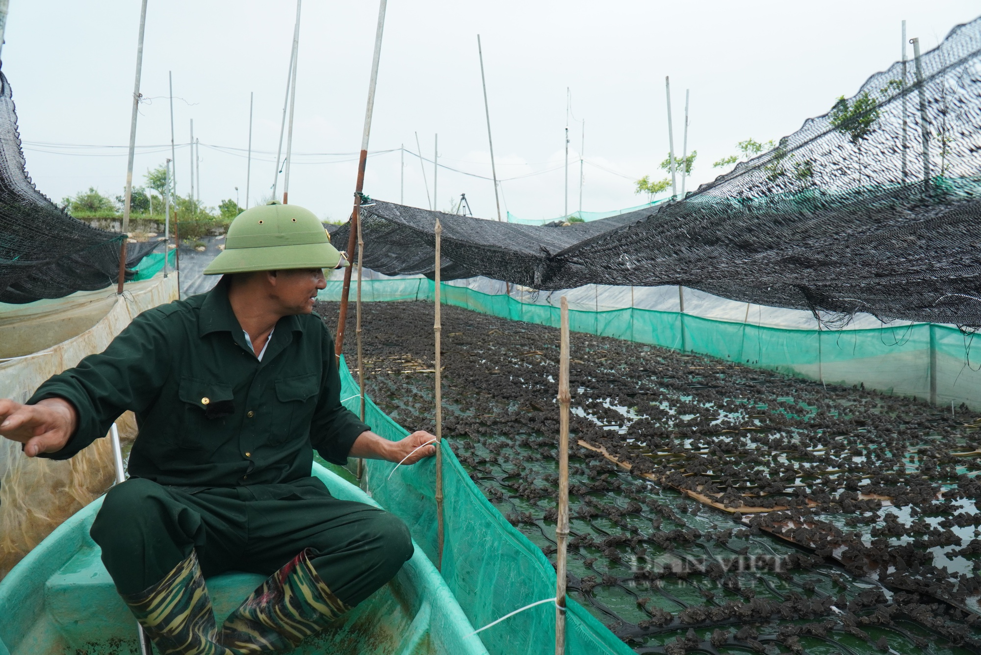 Nuôi ếch ghép với cá trên 2 mẫu ao, nông dân Bắc Ninh thu lời 1 tỷ đồng/năm - Ảnh 2.