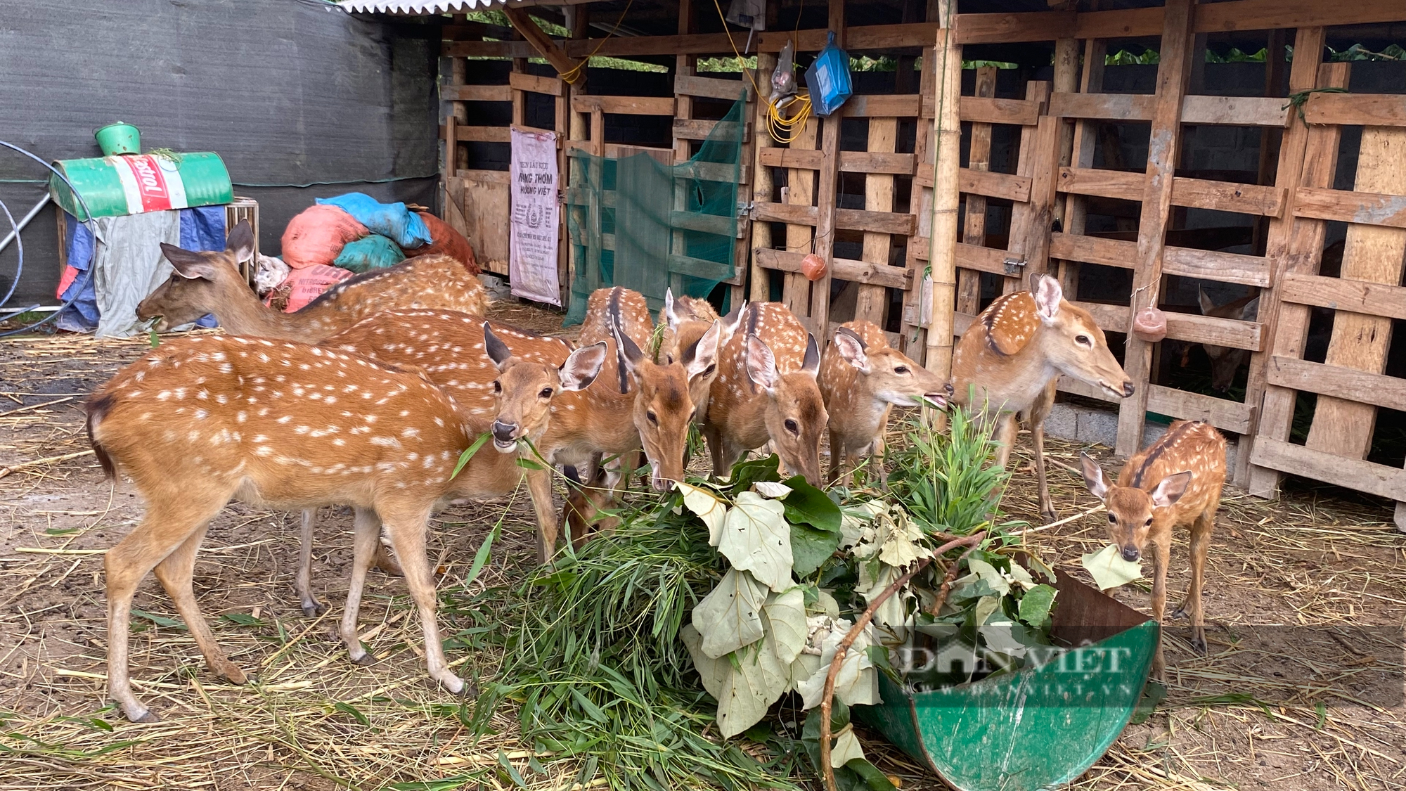 Nuôi hươu sao anh nông dân 9x ở Lai Châu lãi tiền tỷ mỗi năm - Ảnh 2.