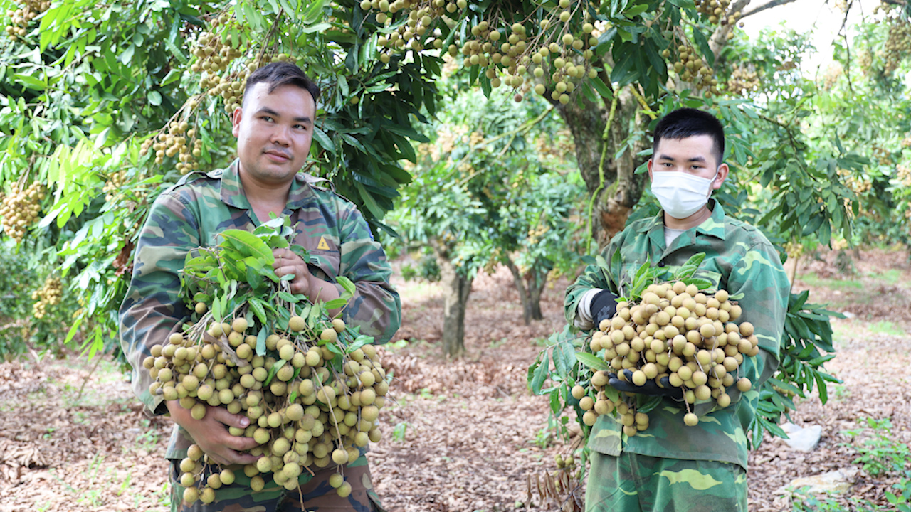 Sơn La: Cung cấp nông sản an toàn về Cảng hàng không Quốc tế Nội Bài - Ảnh 4.