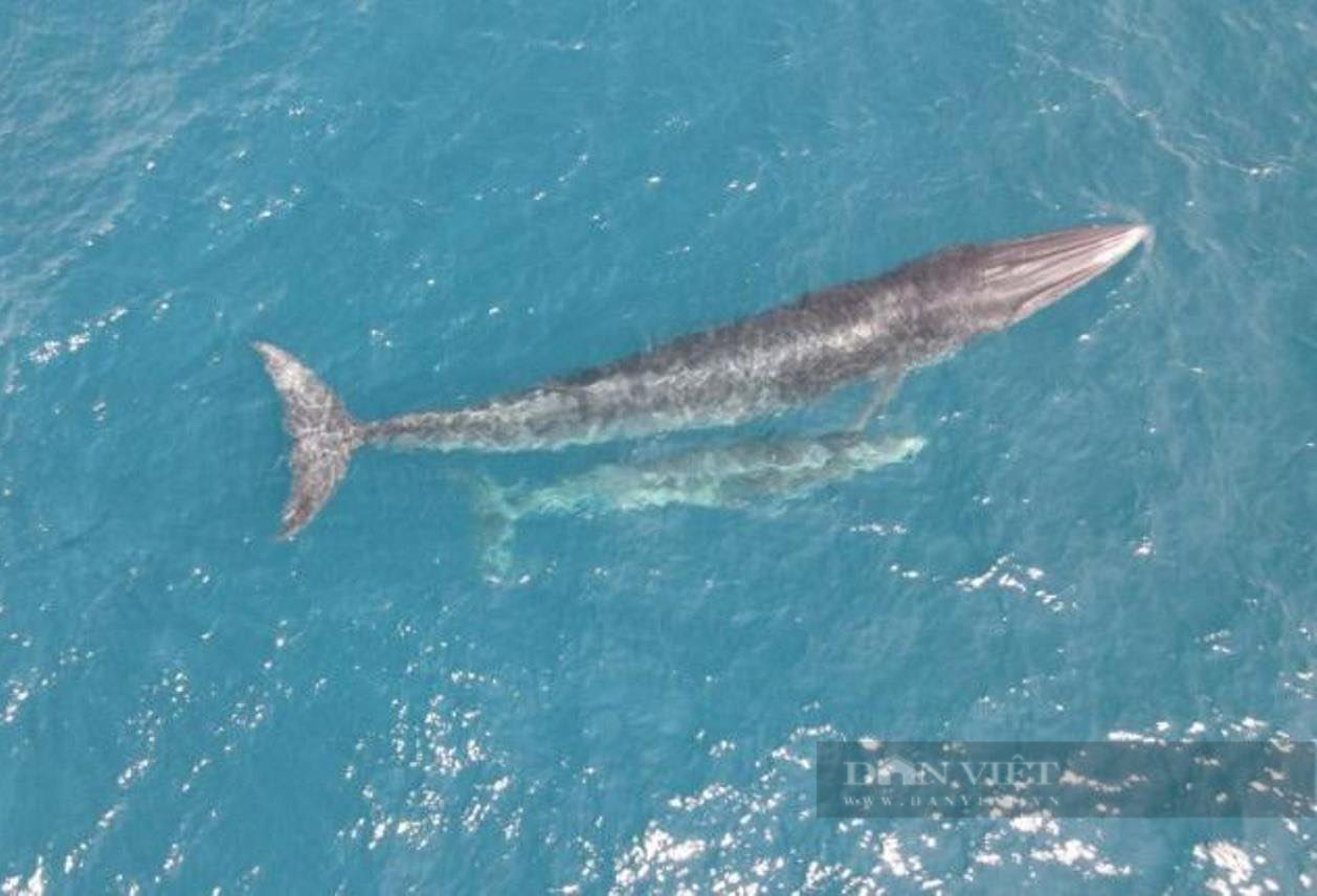 Sự thật bất ngờ về hai mẹ con cá voi xanh &quot;gây sốt&quot; ở biển Đề Gi - Ảnh 3.