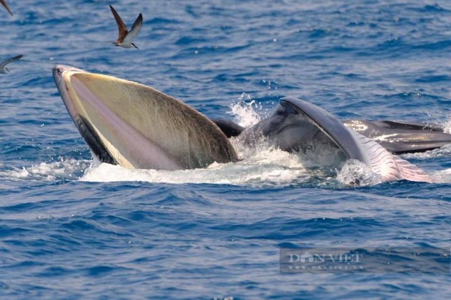 Sự thật bất ngờ về hai mẹ con cá voi xanh &quot;gây sốt&quot; ở biển Đề Gi - Ảnh 1.