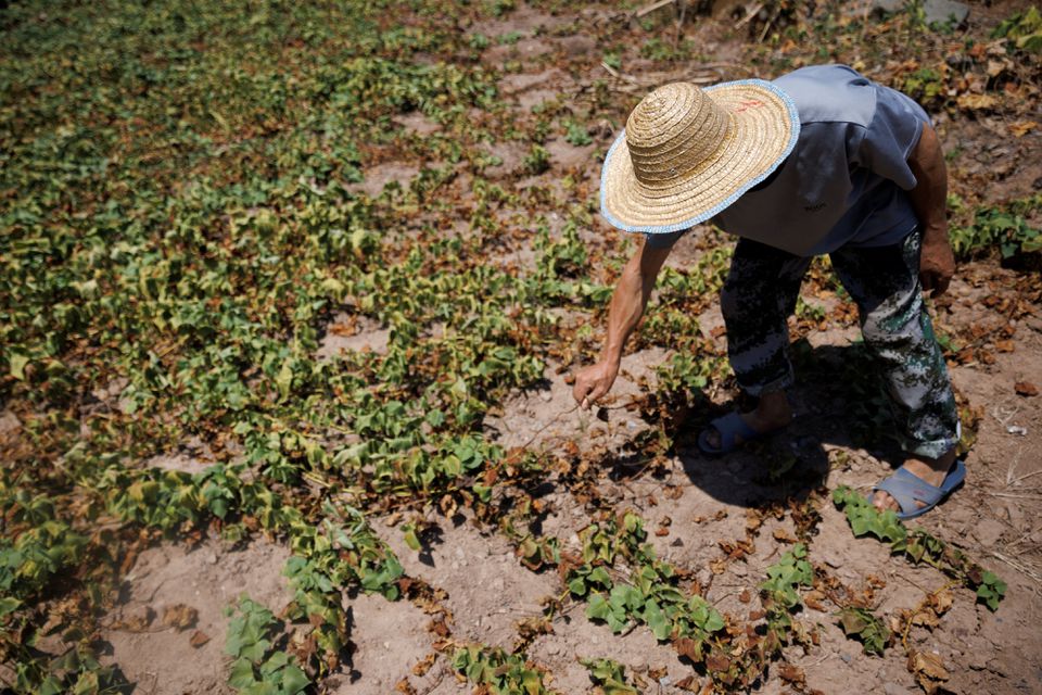 Nắng nóng lịch sử, người nông dân Trung Quốc khổ sở vì mất mùa - Ảnh 1.