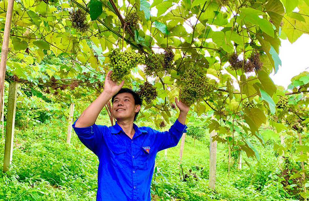 Chàng Bí thư Đoàn đưa loài cây mọc hoang về trồng triền đồi, bất ngờ quả ra chi chít, ủ rượu thơm lừng - Ảnh 1.