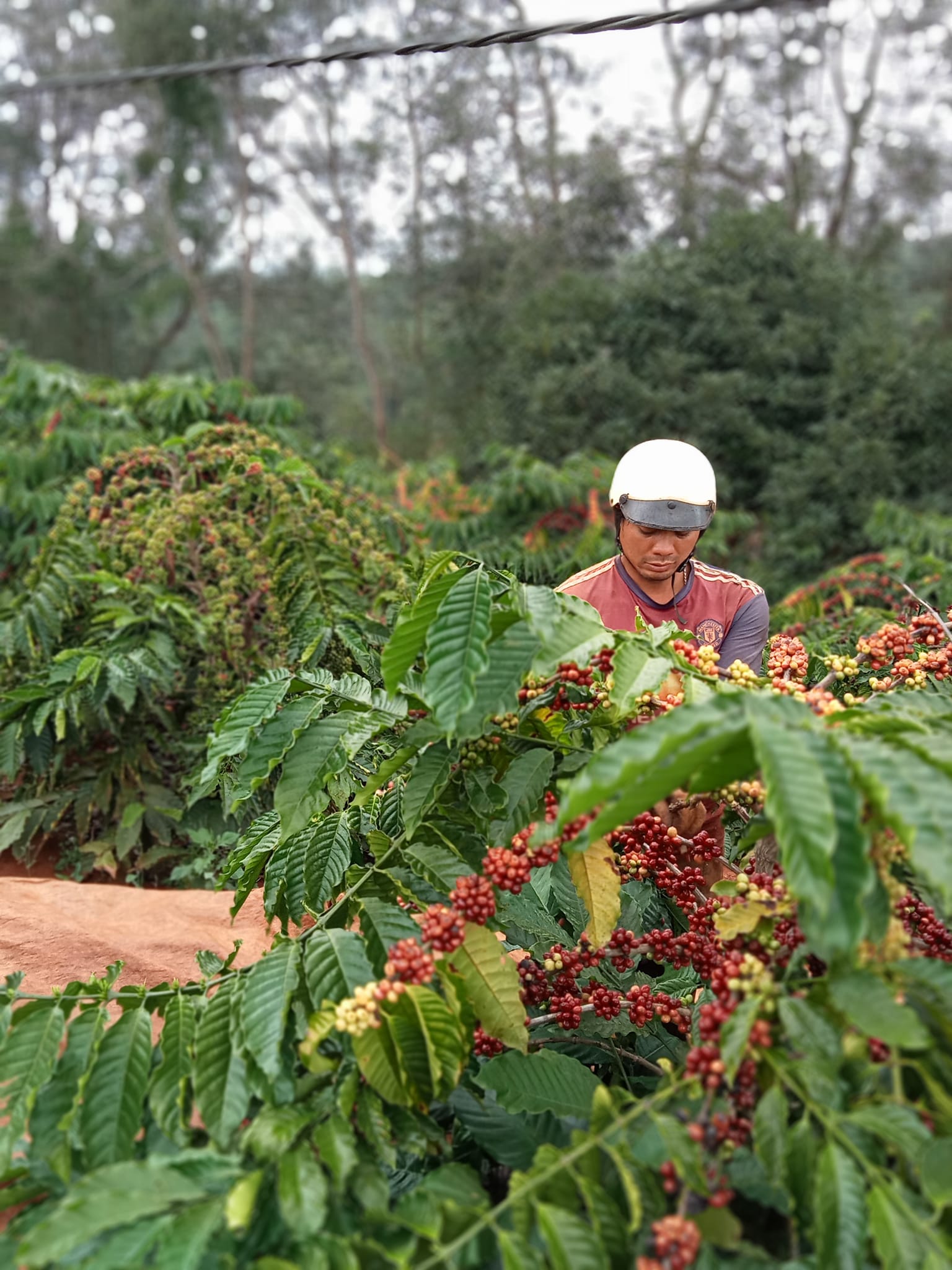 Giá cà phê Việt Nam tăng kỷ lục trong vòng gần 5 năm qua, cà phê Robusta hết hàng - Ảnh 1.
