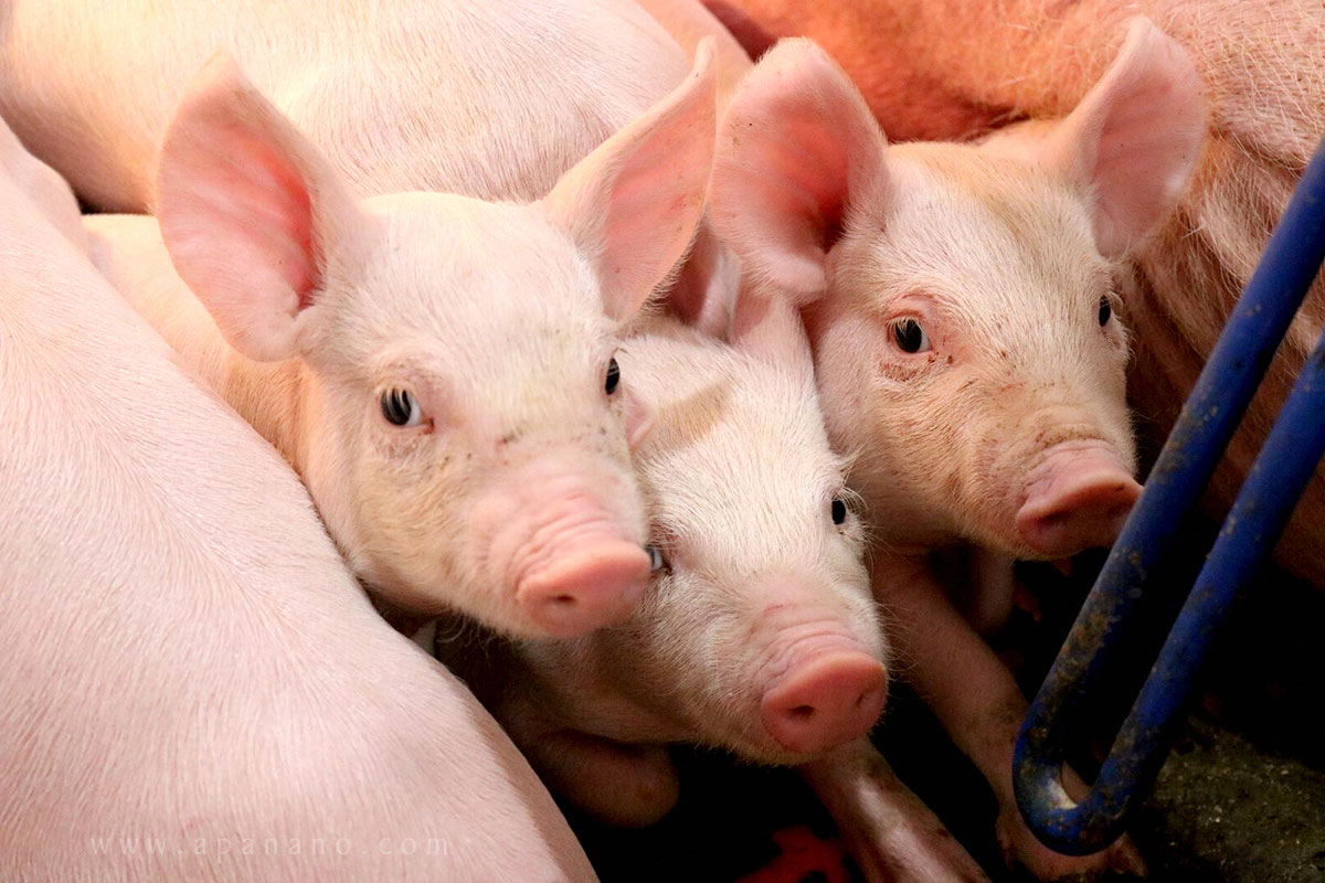 Giá lợn hơi ngày 20/8, mức tăng cao nhất 3.000 đồng/kg, dự báo &quot;nóng&quot; về thị trường - Ảnh 1.