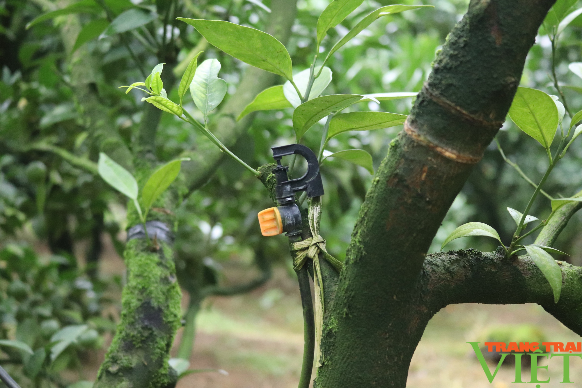 Chi Hội trưởng Chi Hội Nông dân ở Sơn La lãi hơn 1 tỷ/năm nhờ trồng cây ăn quả - Ảnh 3.