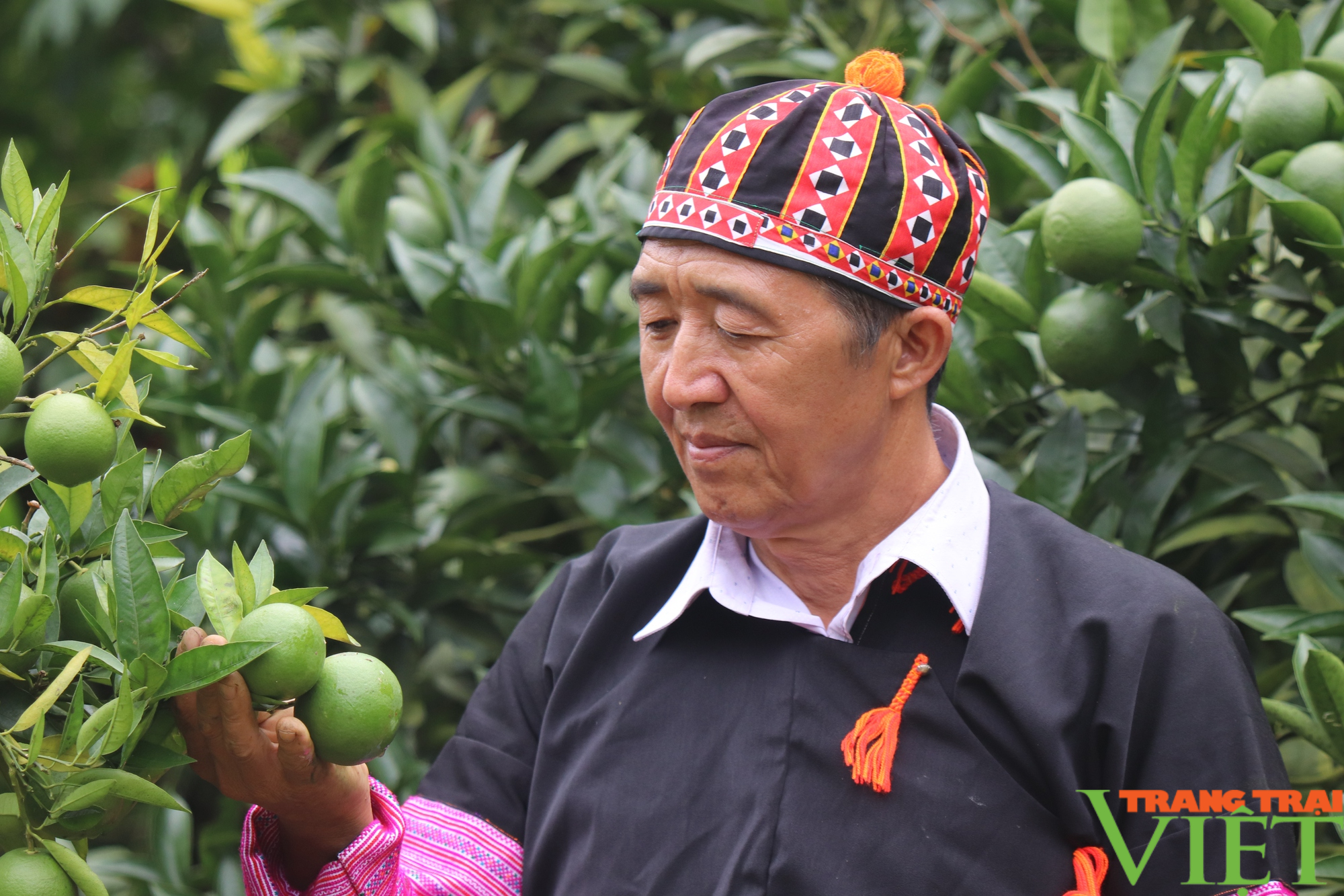 Chi Hội trưởng Chi Hội Nông dân ở Sơn La lãi hơn 1 tỷ/năm nhờ trồng cây ăn quả - Ảnh 2.