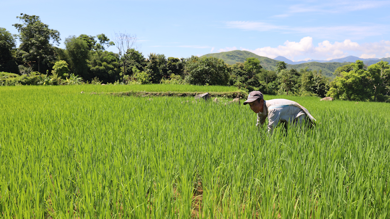 Vùng cao Bắc Yên: Tập trung chăm sóc lúa mùa - Ảnh 3.