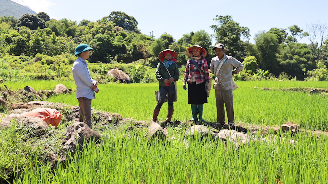 Vùng cao Bắc Yên: Tập trung chăm sóc lúa mùa - Ảnh 4.