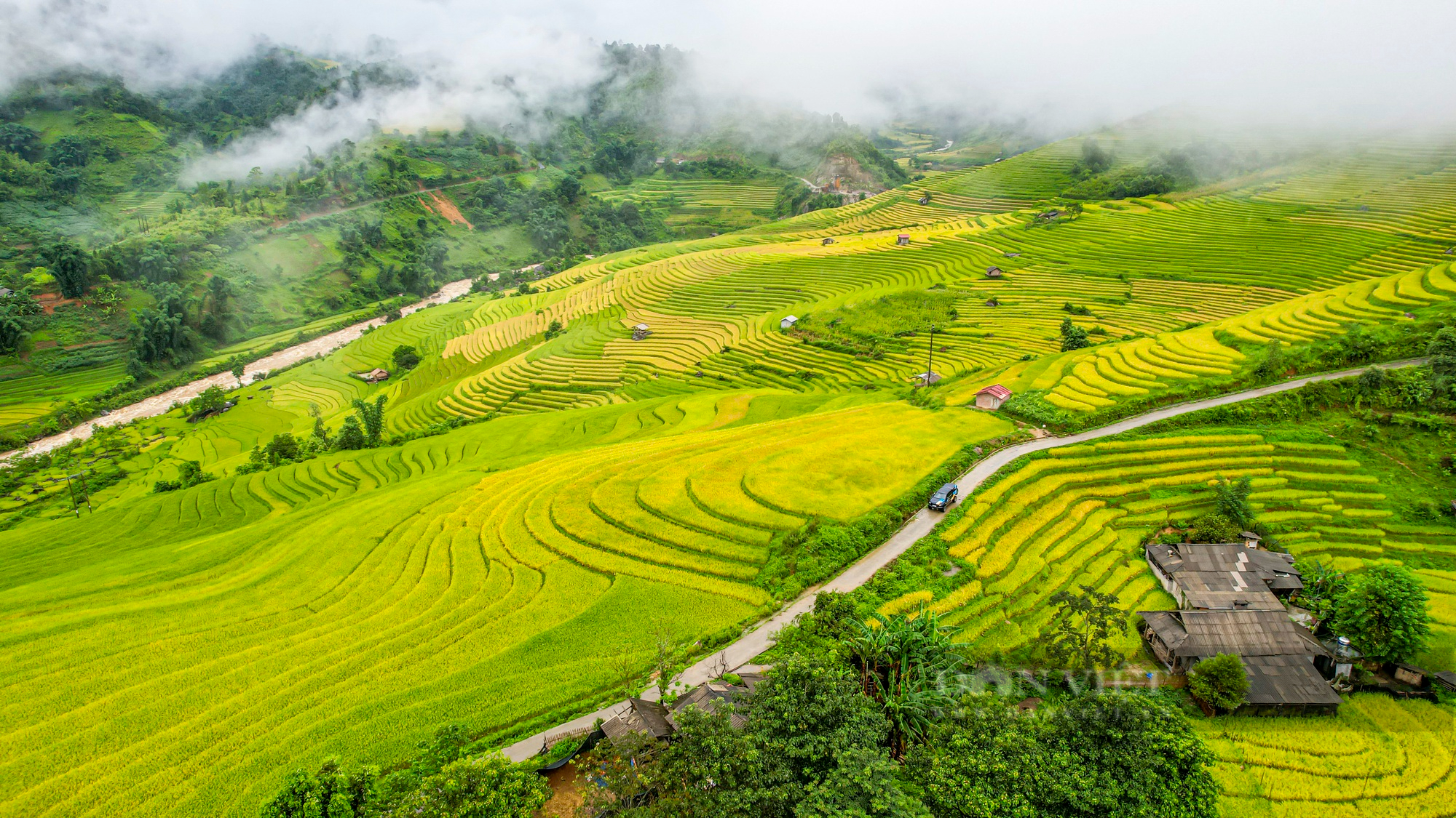 Theo chân thiếu nữ săn &quot;mùa vàng&quot; đẹp như tranh vẽ ở Nậm Cang - Ảnh 1.