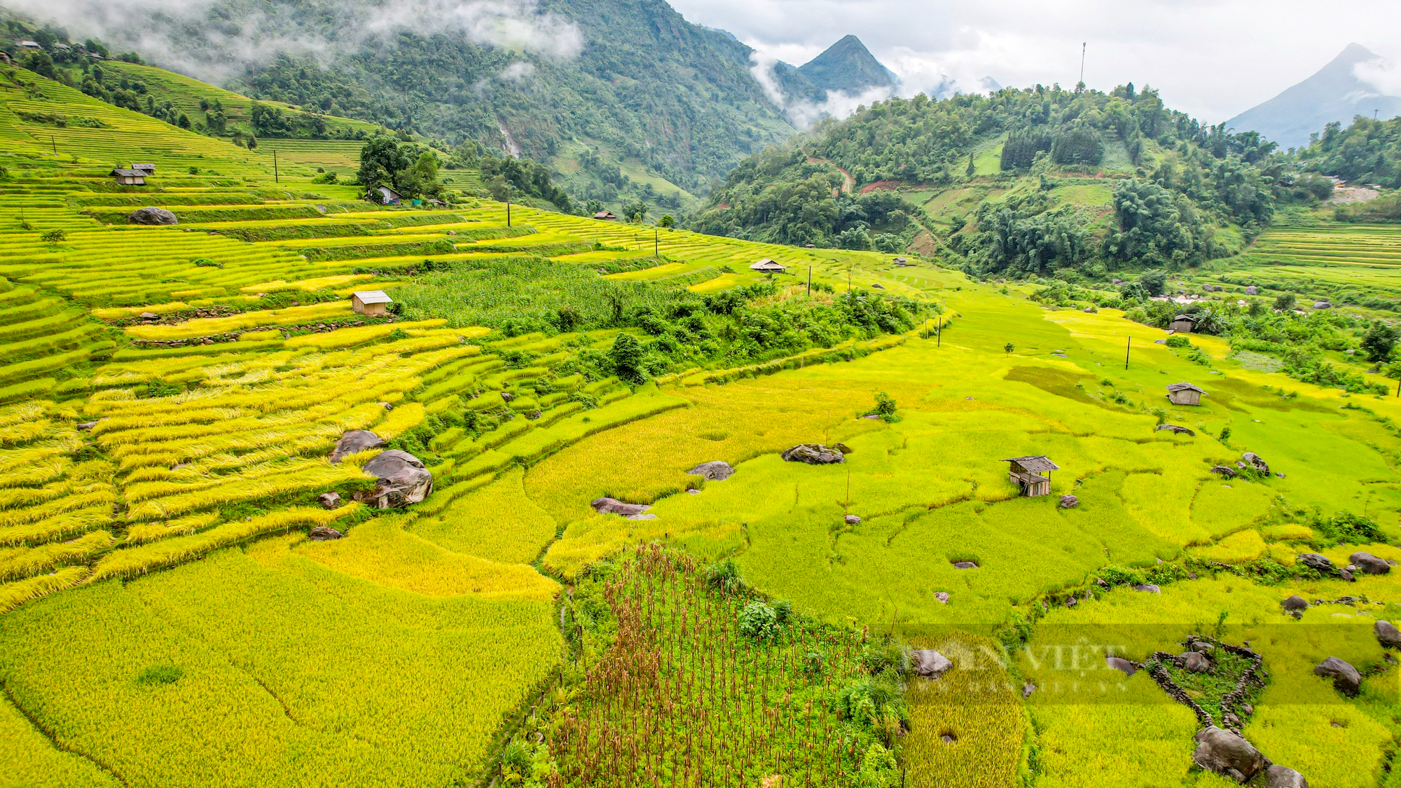 Theo chân thiếu nữ săn &quot;mùa vàng&quot; đẹp như tranh vẽ ở Nậm Cang - Ảnh 9.