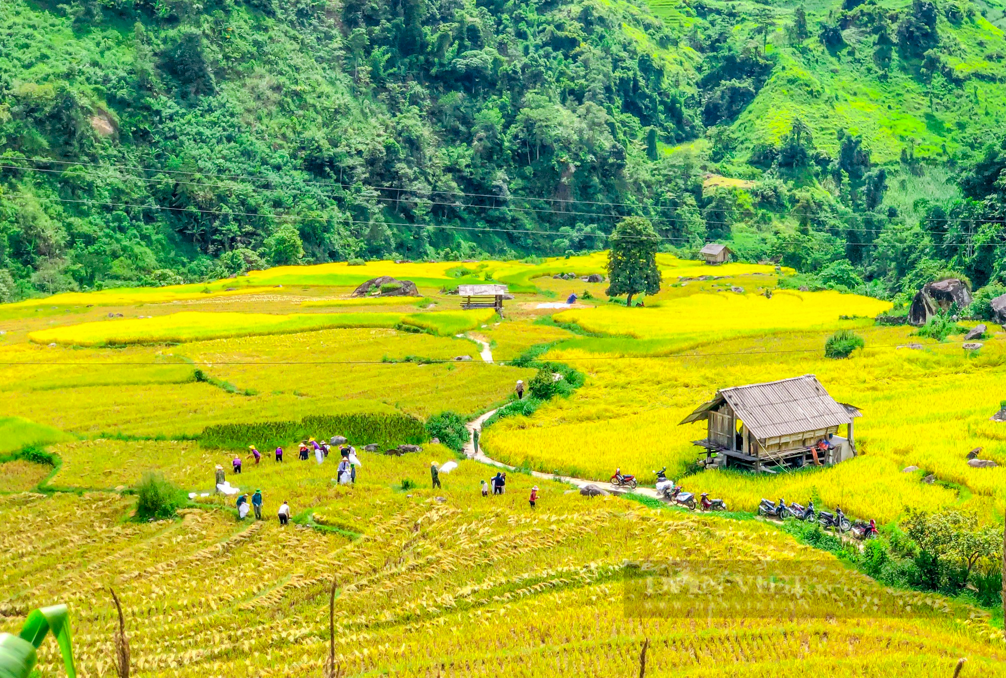 Theo chân thiếu nữ săn &quot;mùa vàng&quot; đẹp như tranh vẽ ở Nậm Cang - Ảnh 4.