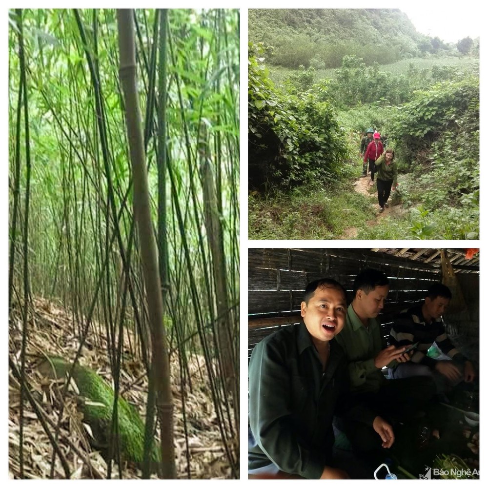 Săn loại &quot;lộc rừng&quot; cứ mưa là nhú lên ầm ầm, nông dân ở đỉnh Pù Loi kiếm tiền triệu mỗi ngày - Ảnh 1.