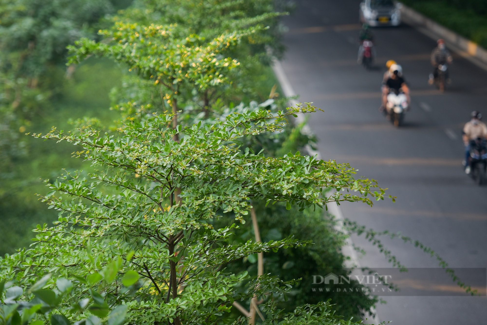 Màu xanh trở lại trên tuyến đường nghìn tỷ ở Hà Nội - Ảnh 11.