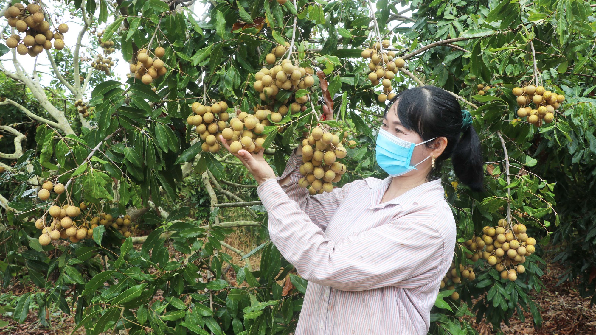 Một nông dân Gia Lai thu hơn 1 tỷ/năm từ mô hình &quot;trồng lung tung&quot;, nuôi heo nái, nhãn ra trái nhìn &quot;phát hờn&quot; - Ảnh 2.