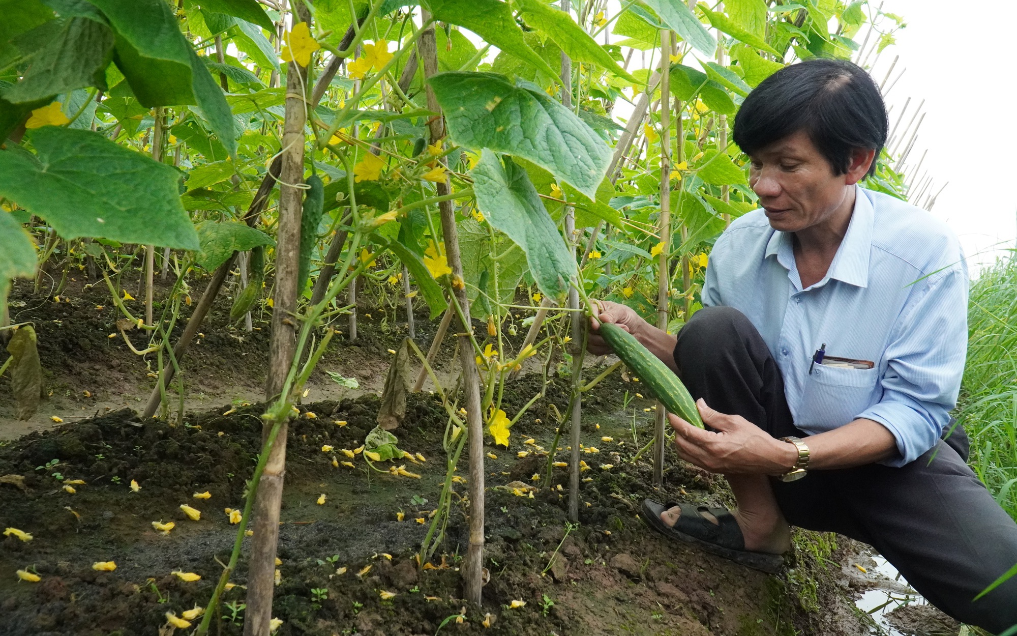 Nông dân Việt Nam xuất sắc 2022 đến từ Bắc Ninh lập HTX trồng rau an toàn, nhiều hộ thành viên xây nhà tiền tỷ