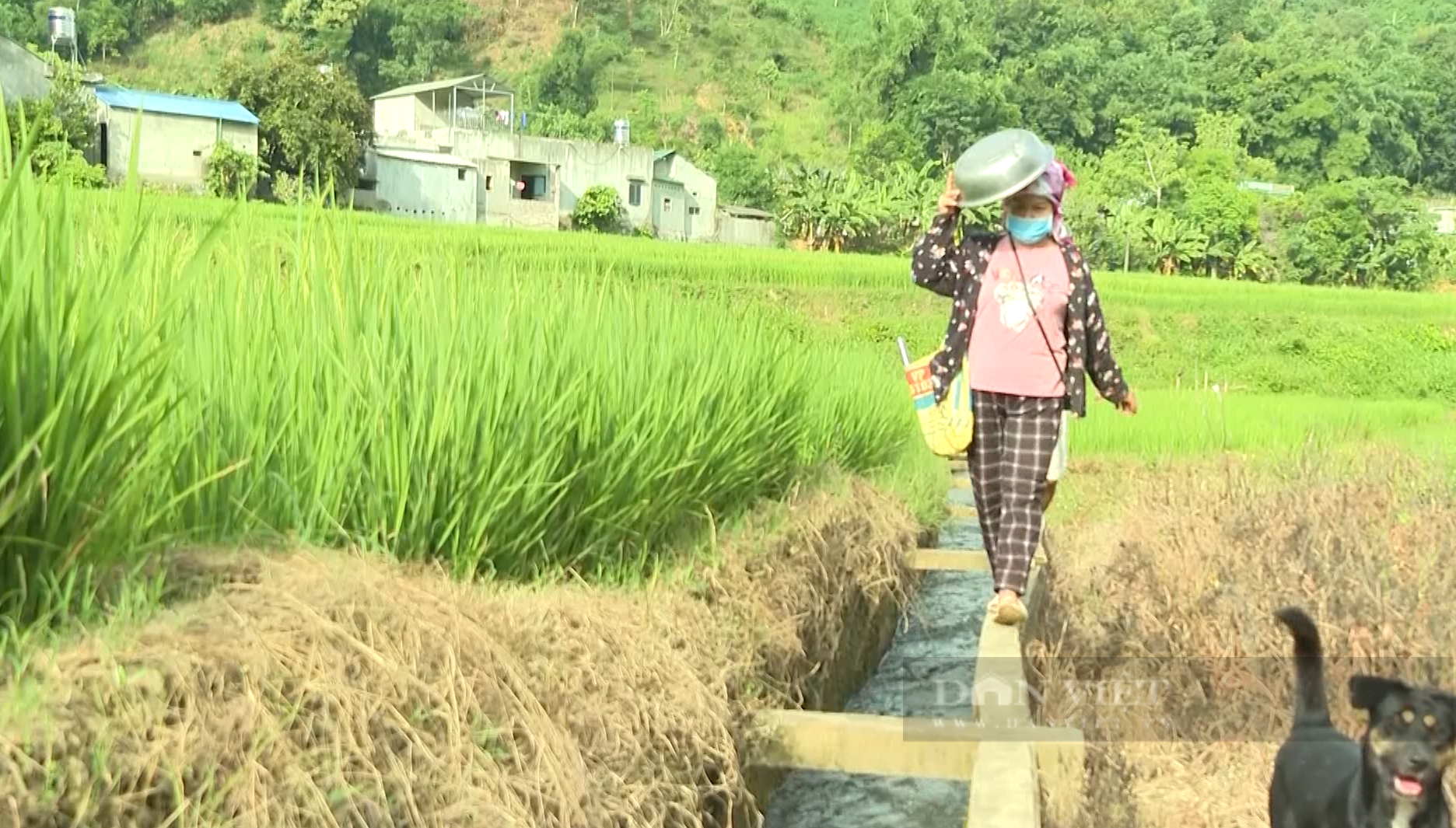 Xã vùng cao Lai Châu, khai thác hiệu quả các công trình thủy lợi sản xuất nông nghiệp - Ảnh 6.