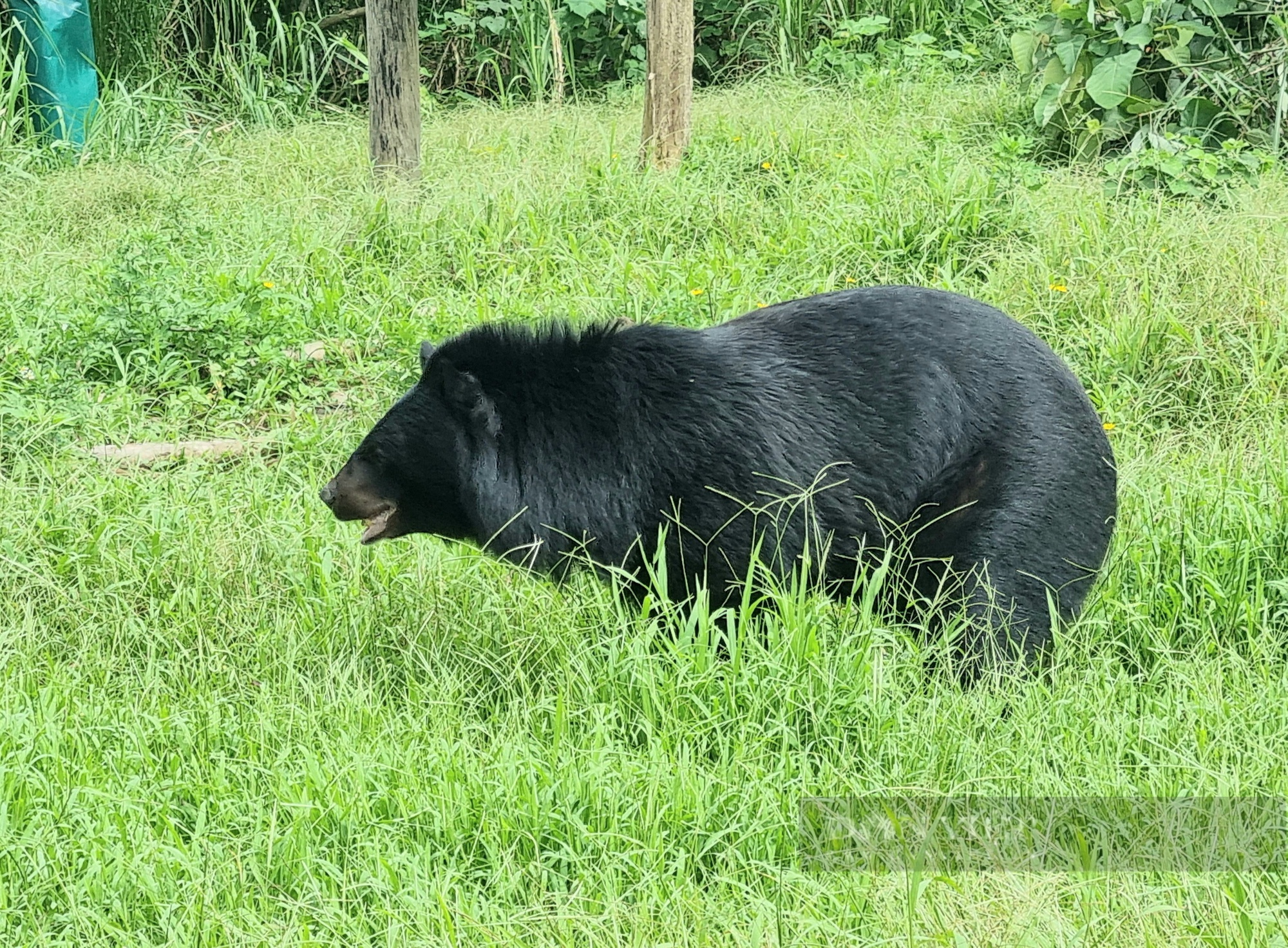 Tham quan cơ sở bảo tồn gấu Ninh Bình - Ảnh 5.
