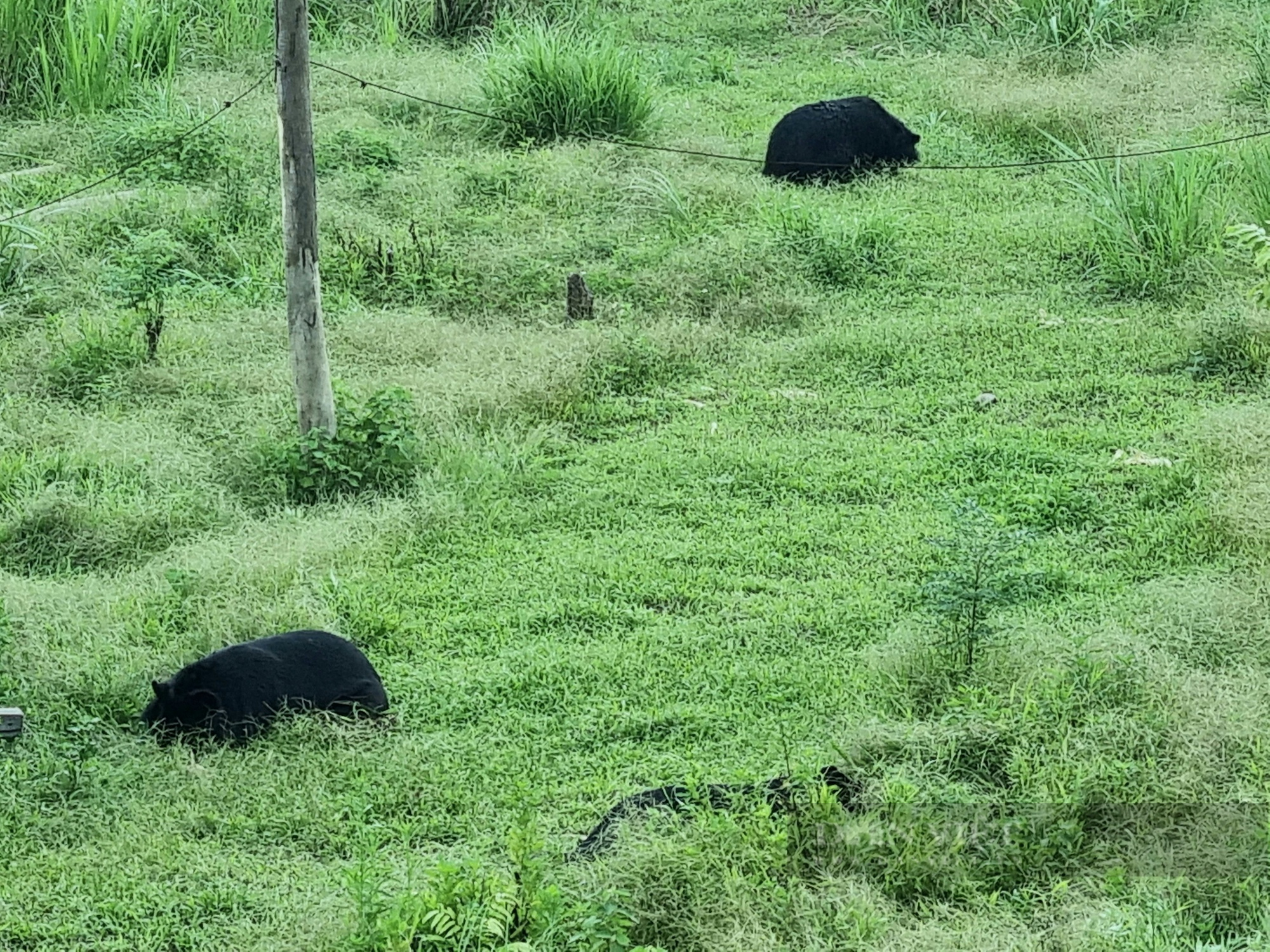 Tham quan cơ sở bảo tồn gấu Ninh Bình - Ảnh 8.